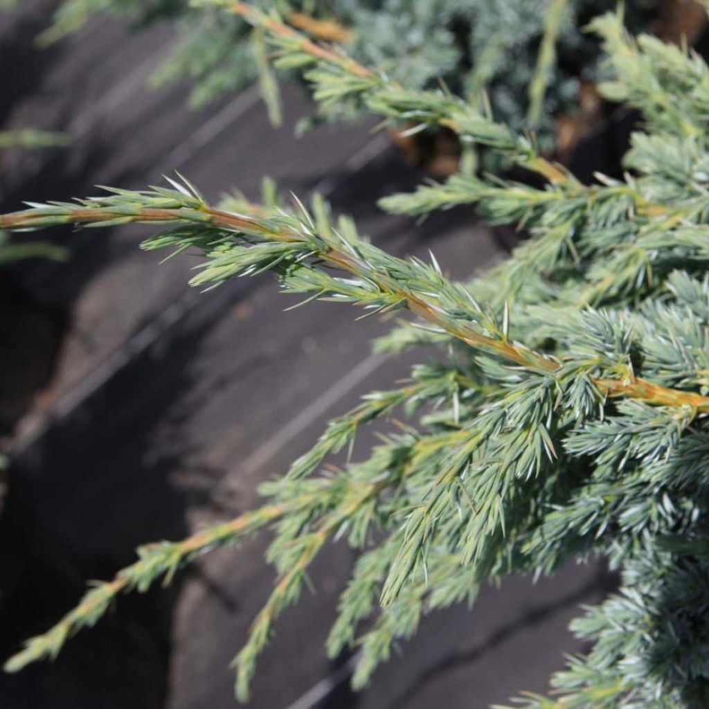 Juniperus squamata Meyeri