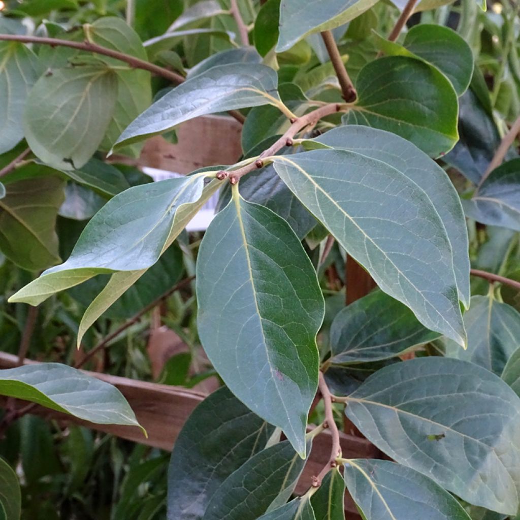 Diospyros kaki Muscat - Persimmon