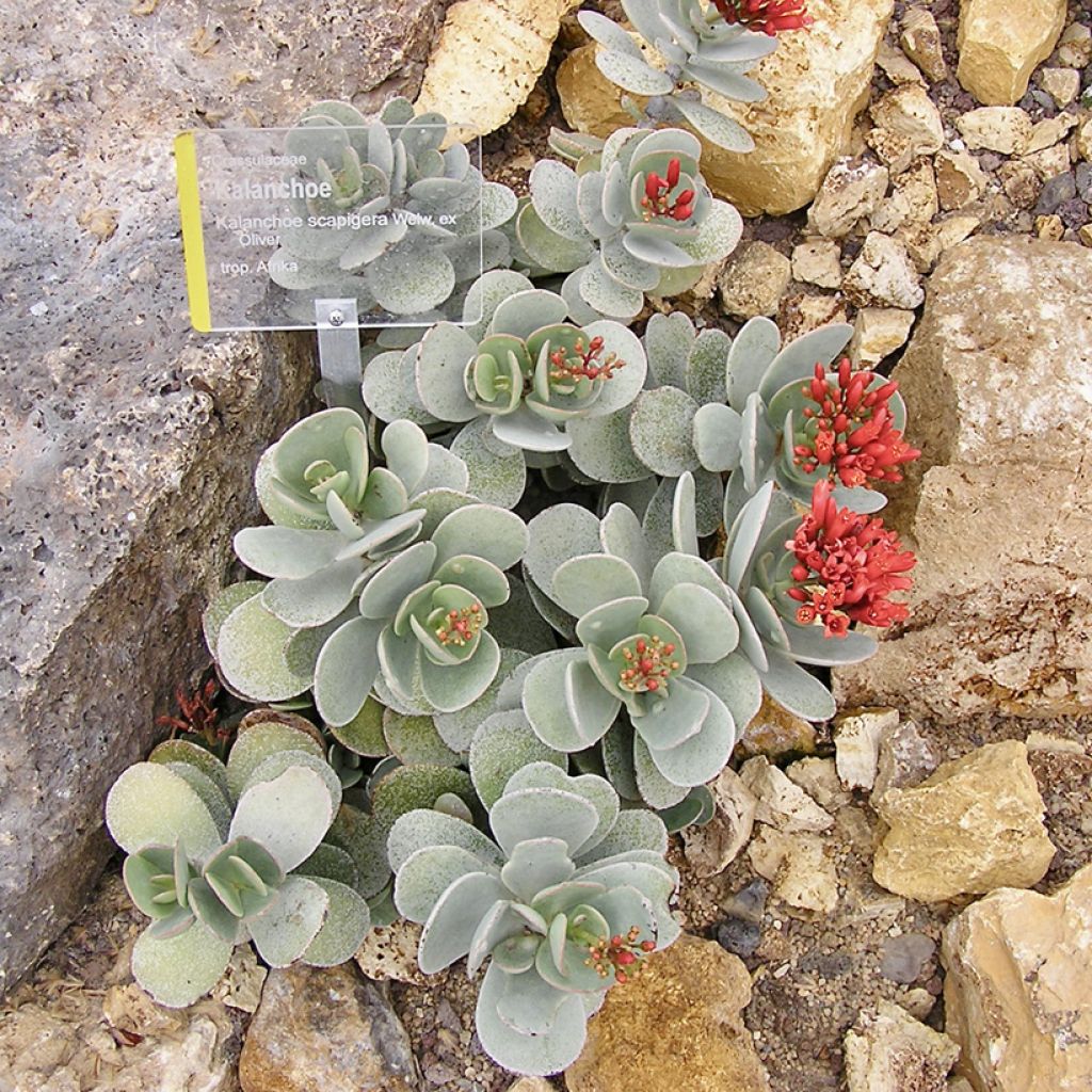 Kalanchoe farinacea - Kalanchoé farineux