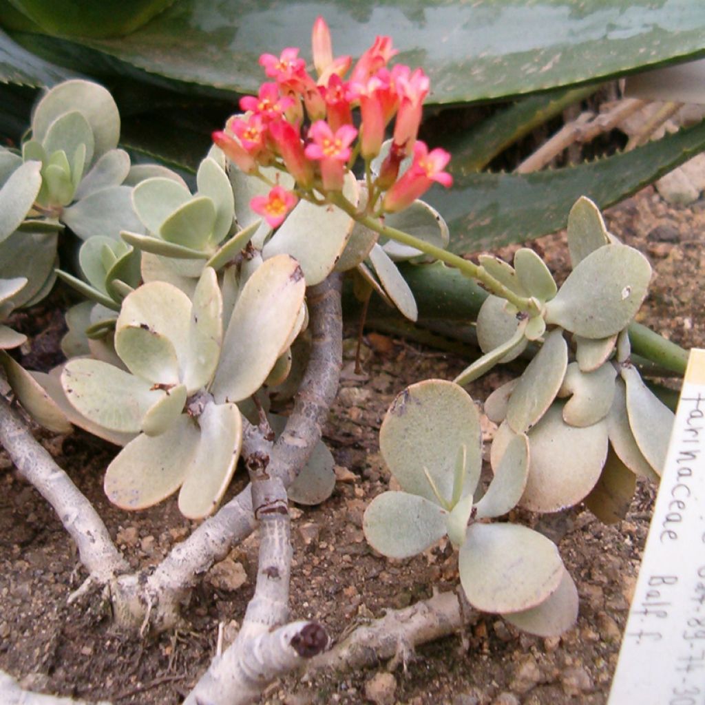 Kalanchoe farinacea - Kalanchoé farineux