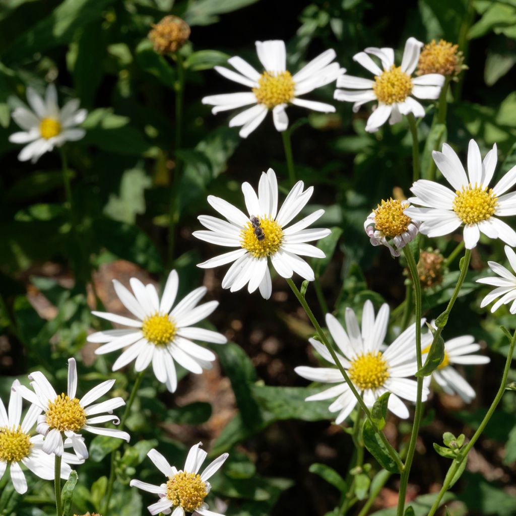 Kalimeris incisa Alba
