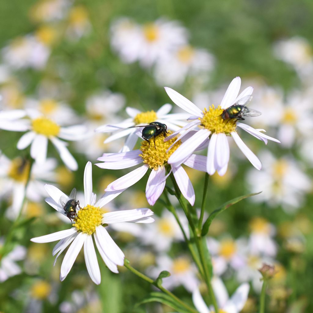 Kalimeris incisa Alba
