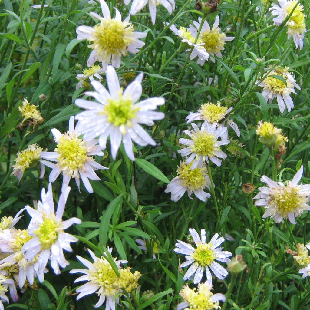 Kalimeris pinnatifida Hortensis