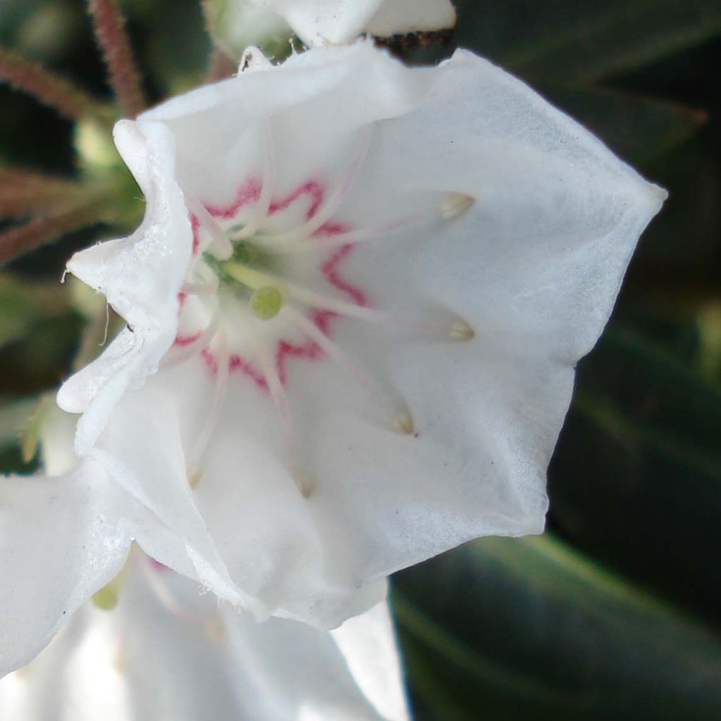 Kalmia latifolia Elf - Mountain Laurel