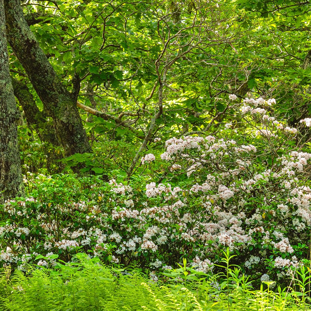 Kalmia latifolia - Mountain Laurel