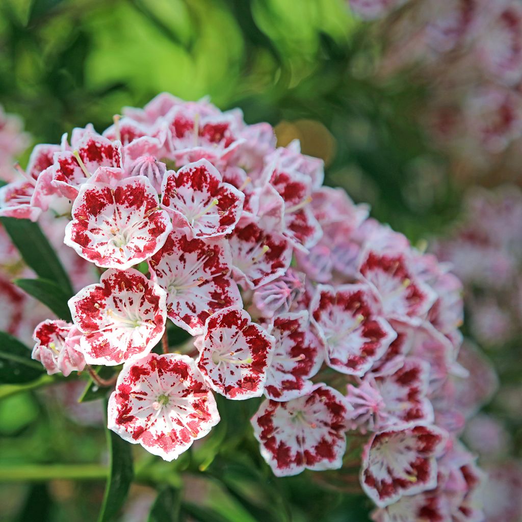 Kalmia latifolia Minuet - Mountain Laurel