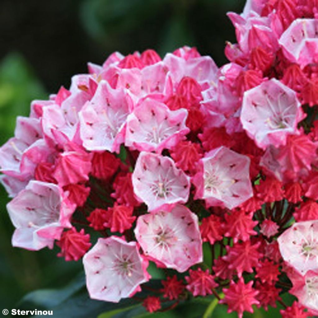 Kalmia latifolia Olympic Fire - Mountain Laurel