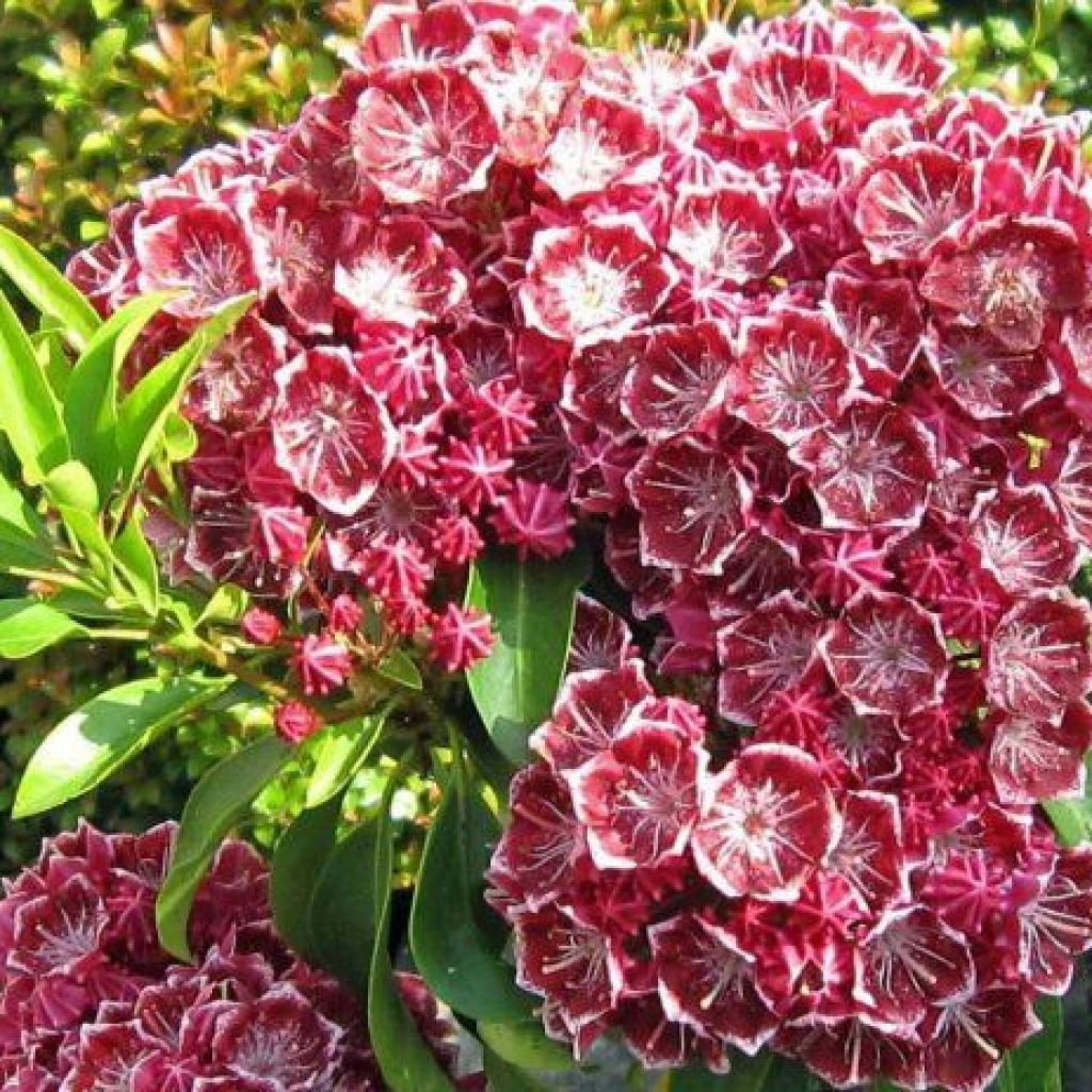 Kalmia latifolia Pinwheel - Mountain Laurel
