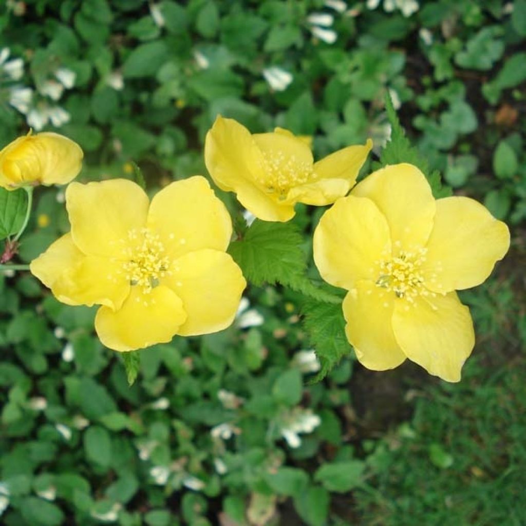 Kerria japonica Golden Guinea - Japanese Rose