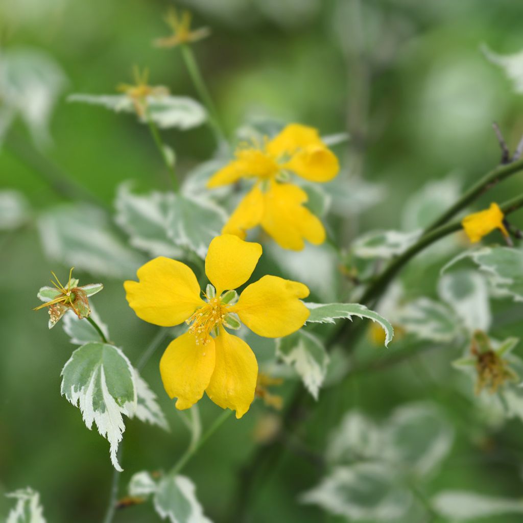 Kerria japonica Picta - Japanese Rose