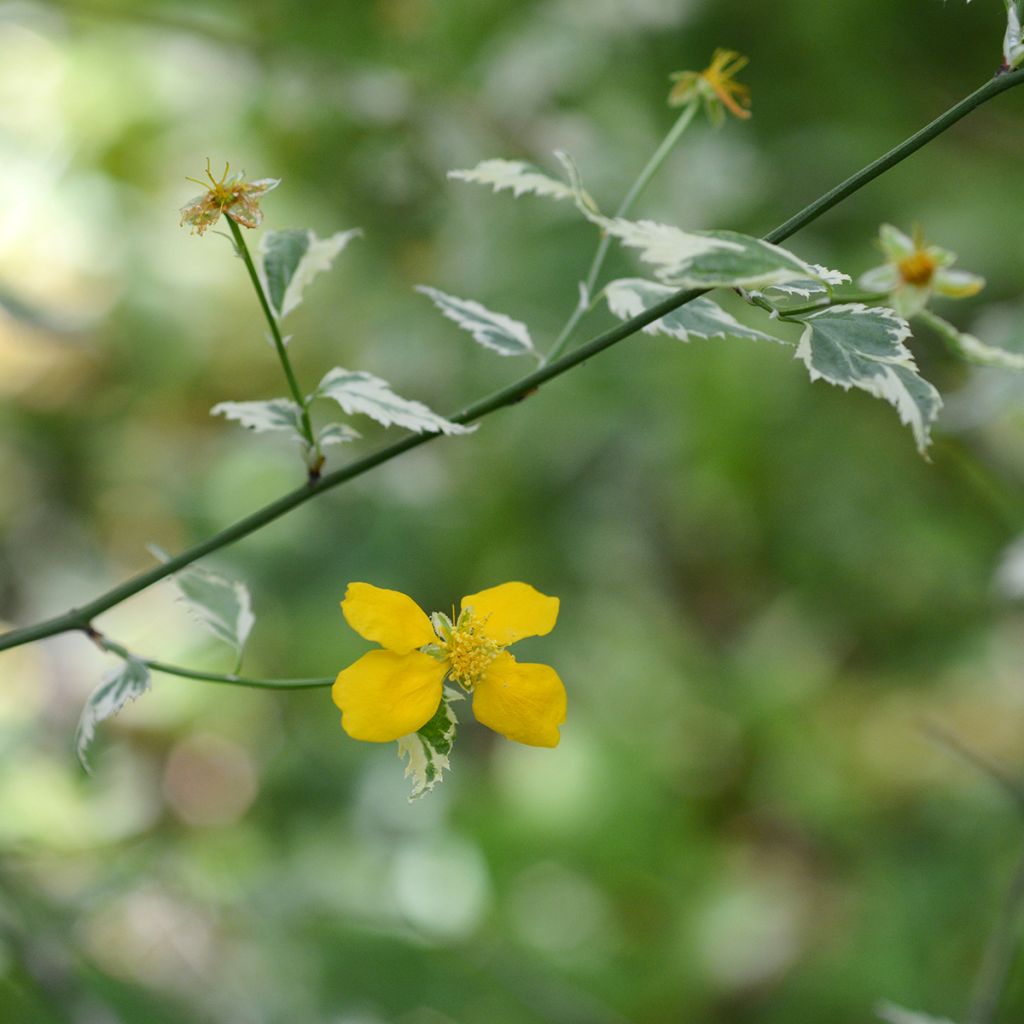 Kerria japonica Picta - Japanese Rose