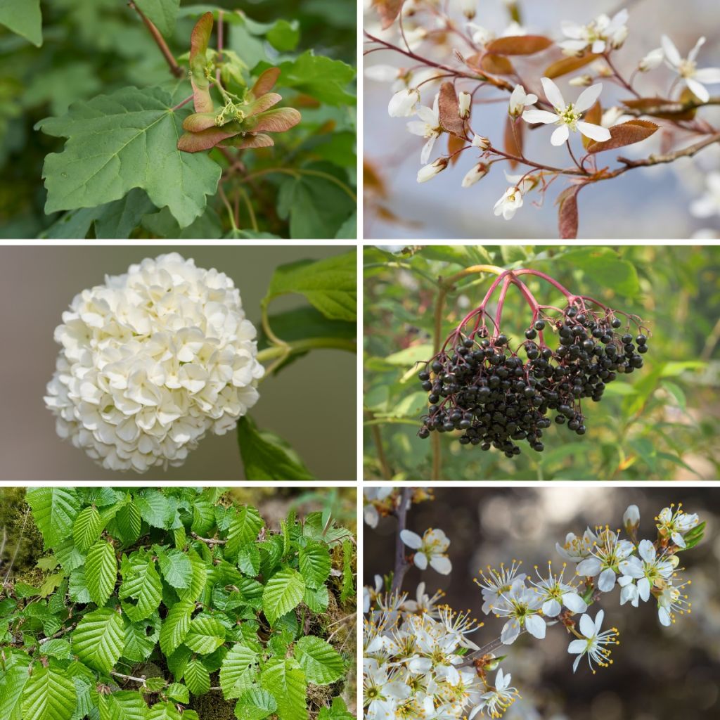 Wild Hedge Eco Kit 2