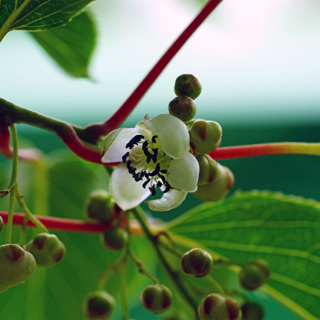 Hardy Kiwi Jumbo (male) - Actinidia arguta