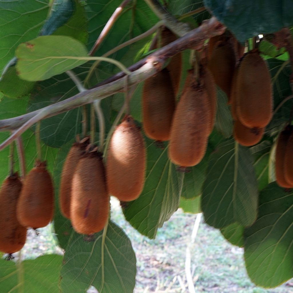 Kiwi Plant Bruno (female) - Actinidia chinensis