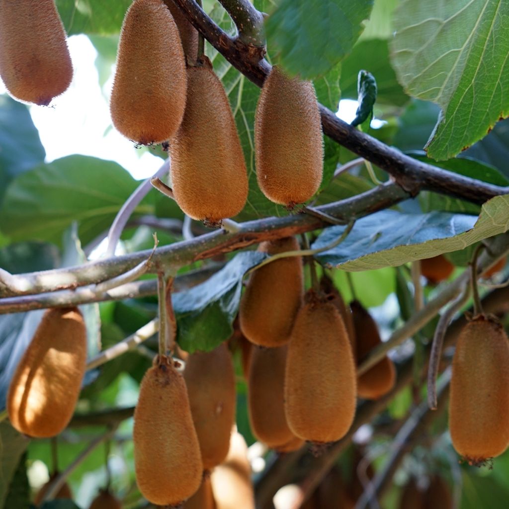 Kiwi Plant Bruno (female) - Actinidia chinensis