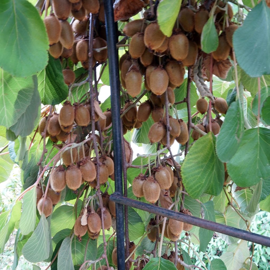 Kiwi Plant Kiwidoo (female) - Actinidia deliciosa