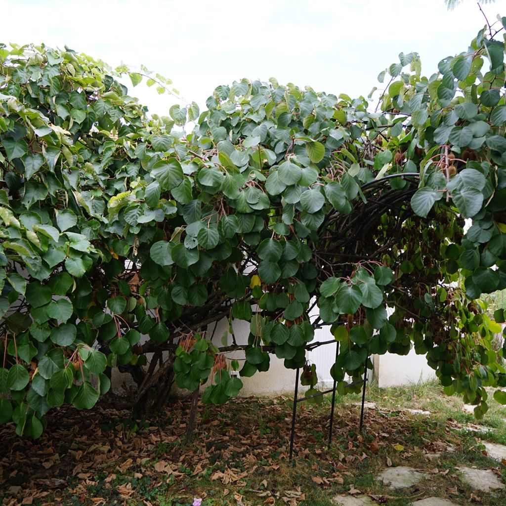 Kiwi Plant Kiwidoo (female) - Actinidia deliciosa