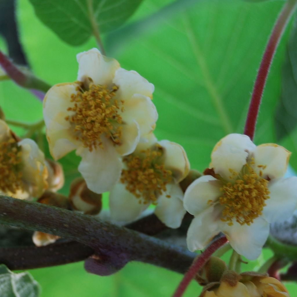 Kiwi Plant Atlas (male) - Actinidia deliciosa