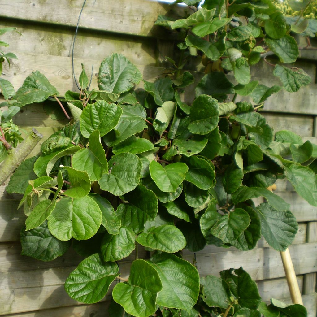 Kiwi Plant Atlas (male) - Actinidia deliciosa