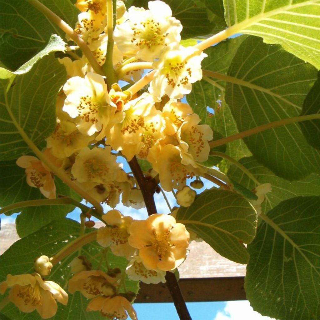 Kiwi Plant Golden Delight (female) - Actinidia chinensis