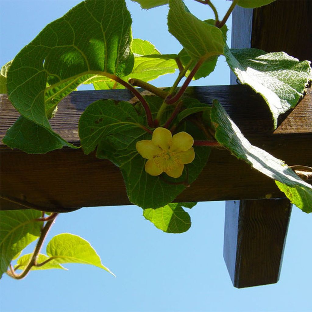 Kiwi Plant Jenny (self-fertile) - Actinidia deliciosa