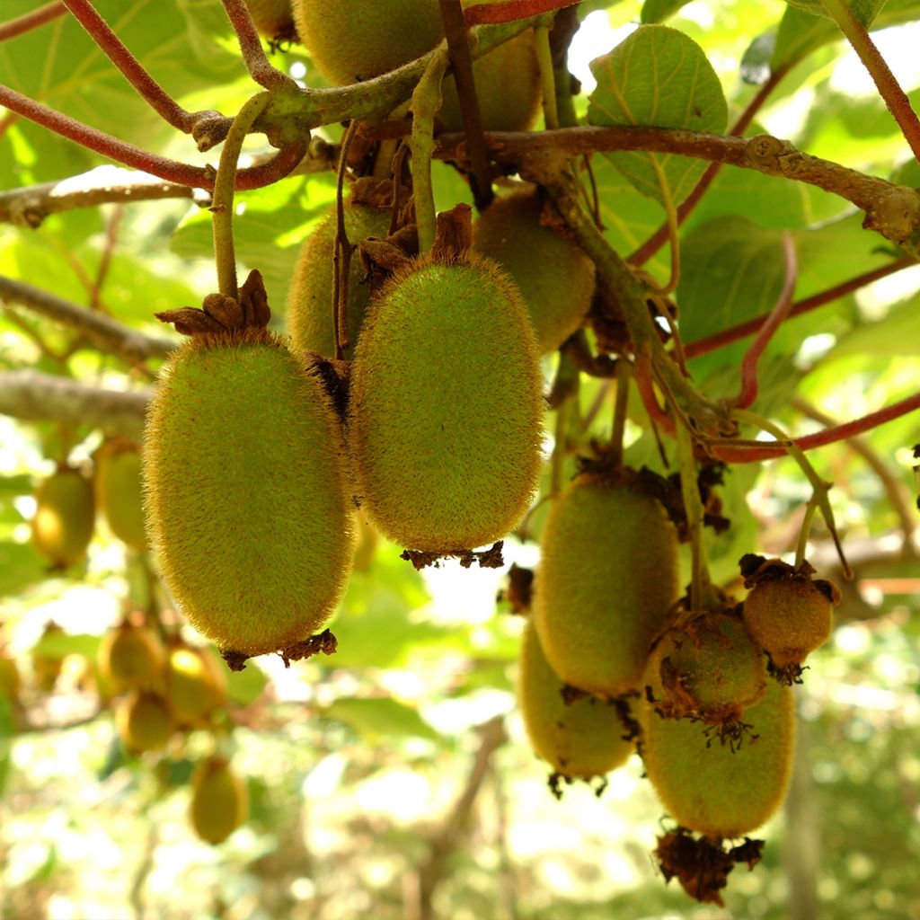Kiwi Plant Boskoop (self-fertile) - Actinidia deliciosa