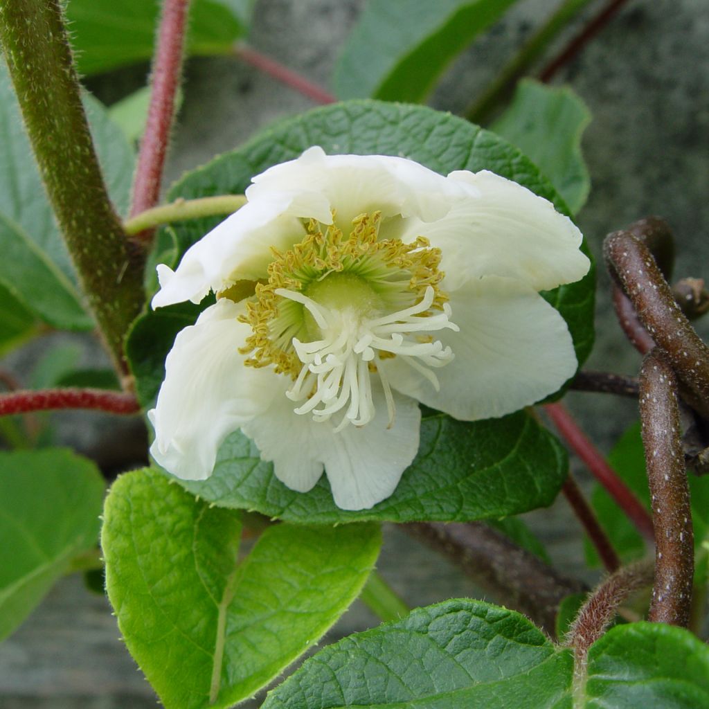 Kiwi Plant Golden Delight (male) - Actinidia chinensis