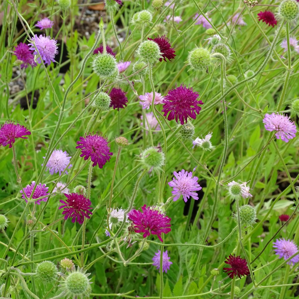 Knautia macedonica Melton Pastels - Macedonian scabious