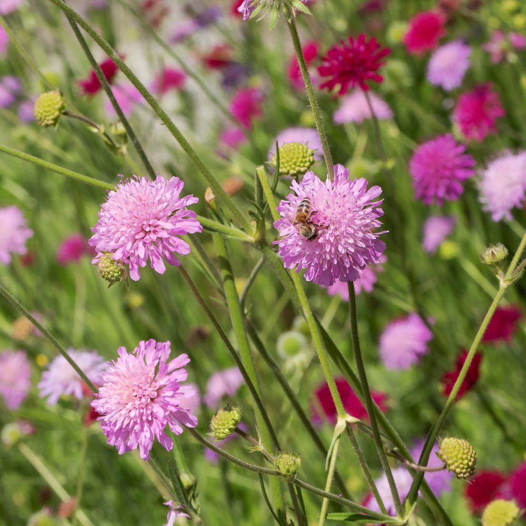 Knautia macedonica Melton Pastels - Macedonian scabious