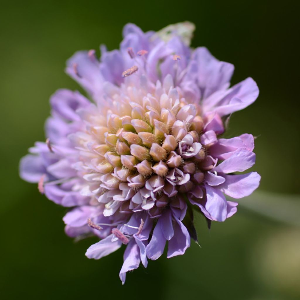Knautia arvensis