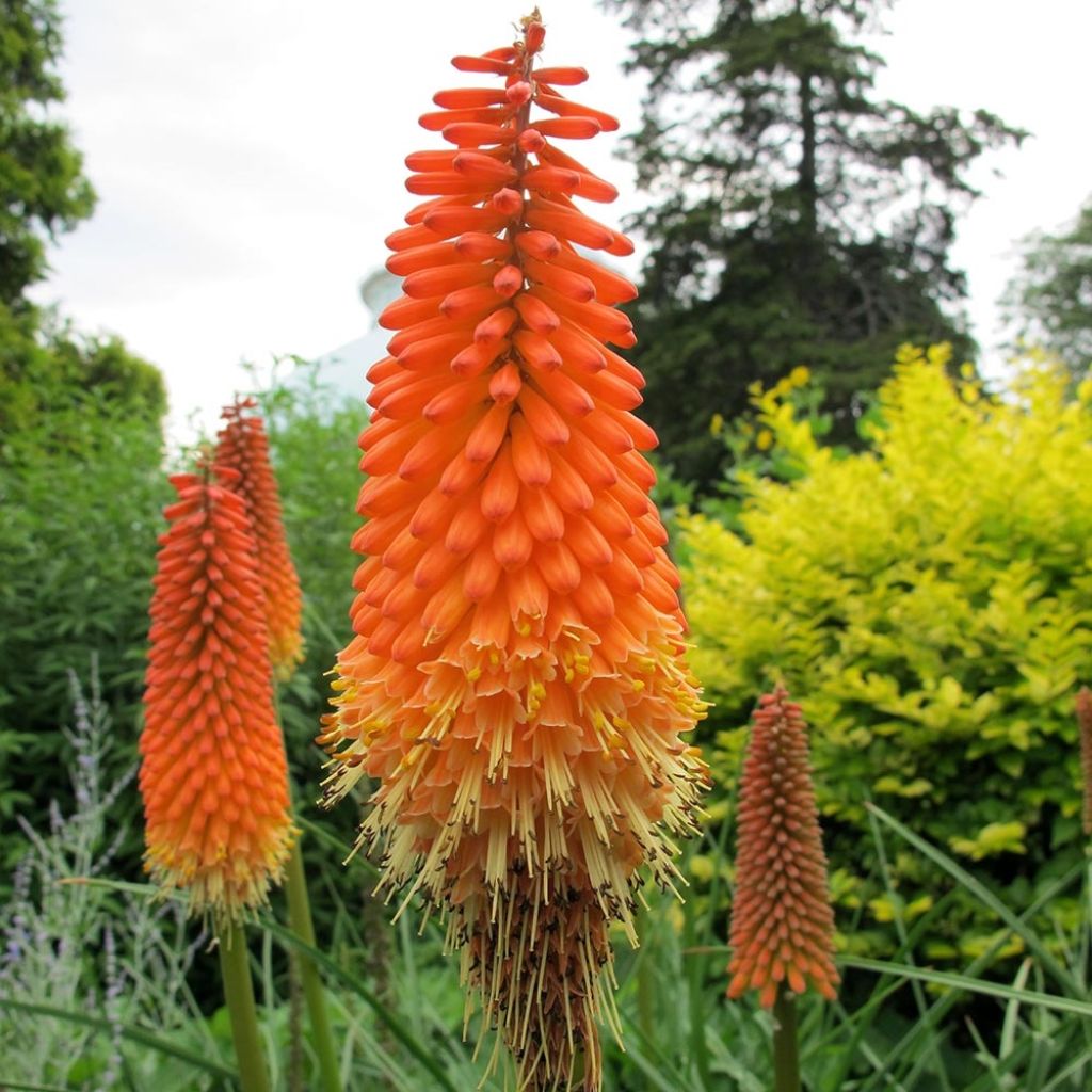 Kniphofia Alcazar - Red Hot Poker