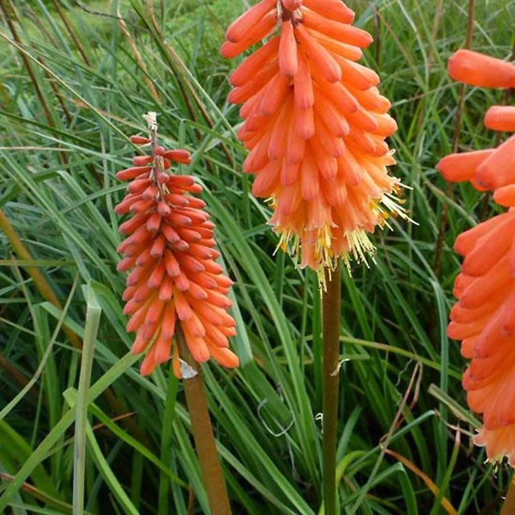 Kniphofia Alcazar - Red Hot Poker