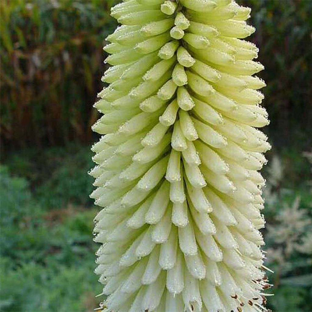 Kniphofia Ice Queen - Red Hot Poker