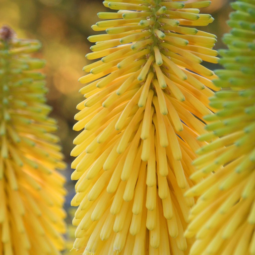 Kniphofia Minister Verschuur - Red Hot Poker