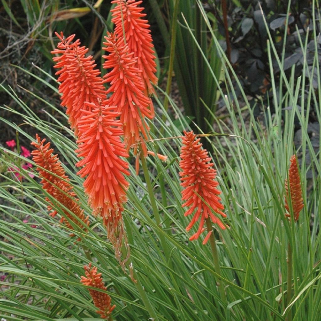 Kniphofia uvaria Nancys Red - Red Hot Poker