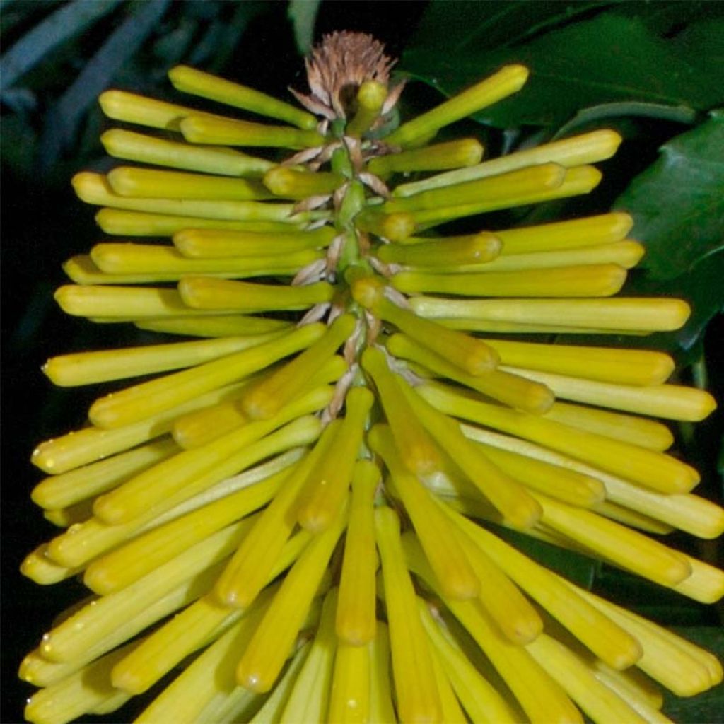 Kniphofia Percys Pride - Red Hot Poker
