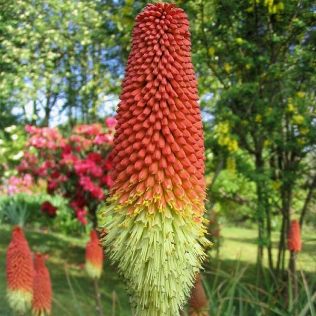 Kniphofia Royal Standard - Red Hot Poker