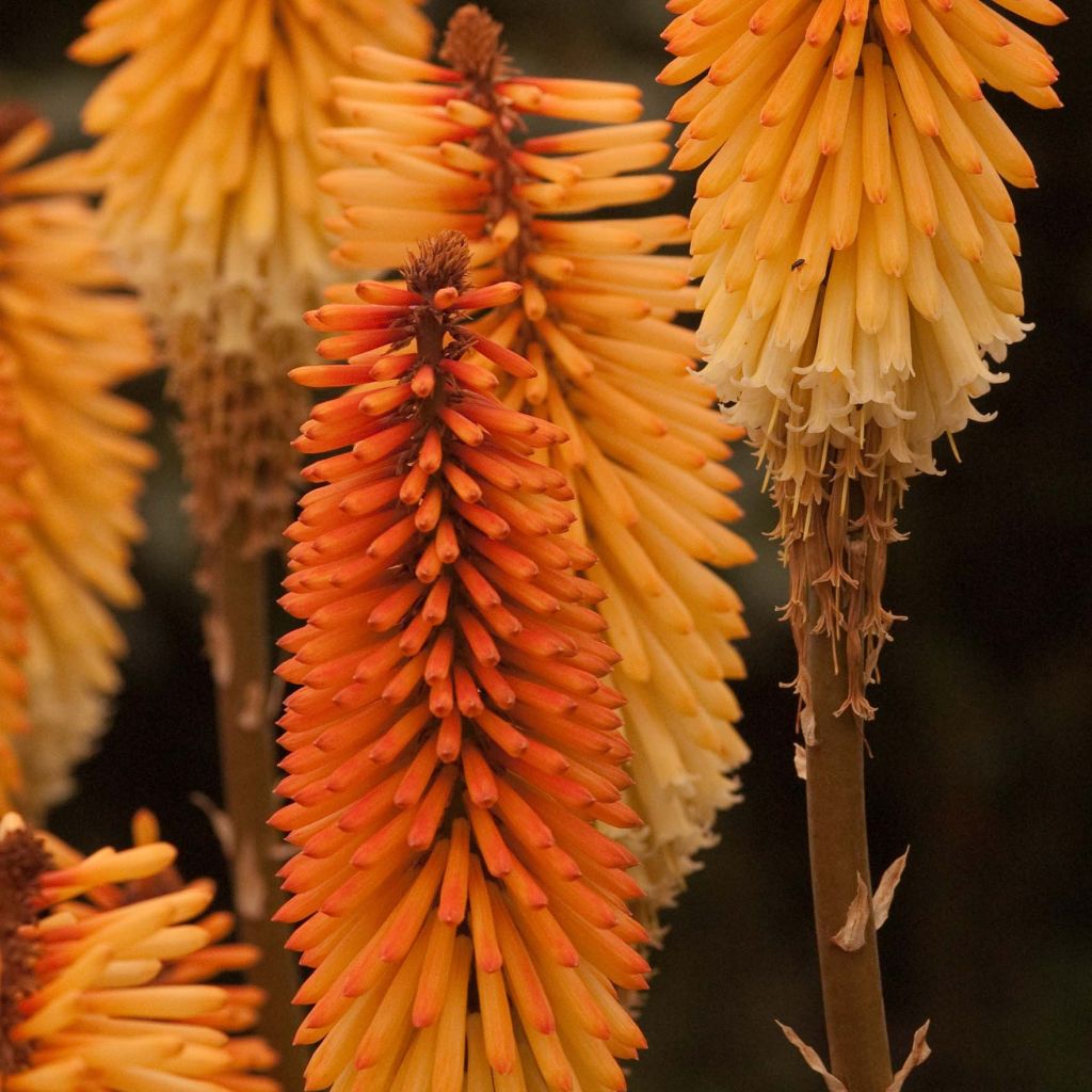 Kniphofia Tawny King - Red Hot Poker
