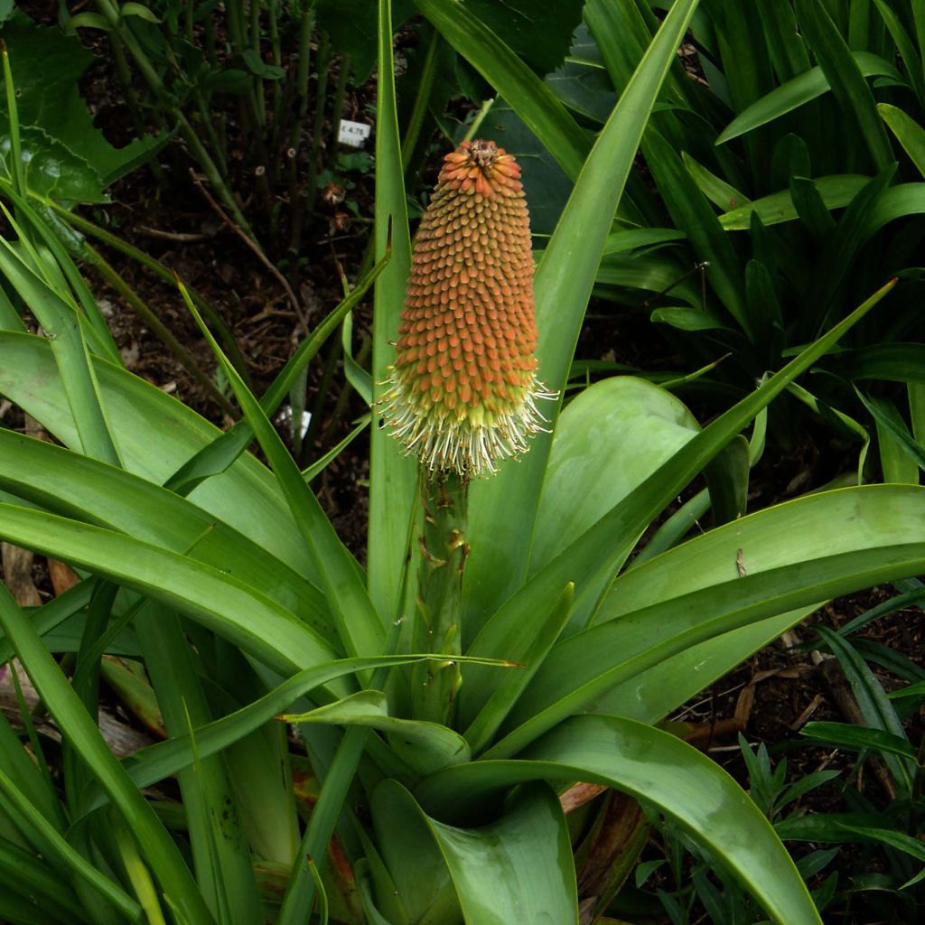 Kniphofia northiae - Giant Red Hot Poker