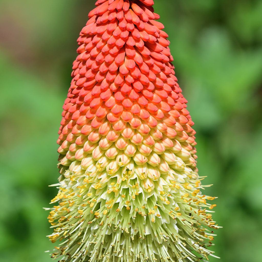 Kniphofia northiae - Giant Red Hot Poker