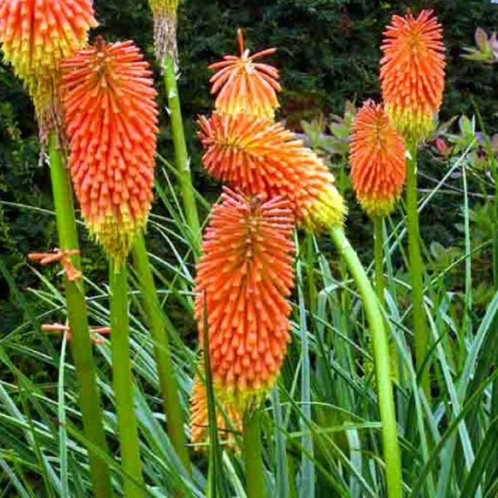 Kniphofia rooperi - Rooper's Red Hot Poker