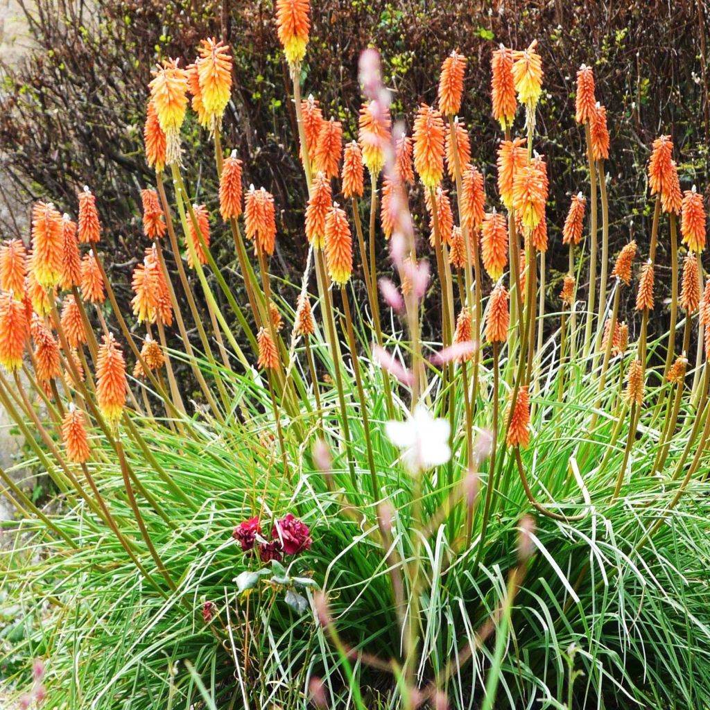 Kniphofia uvaria - Red Hot Poker