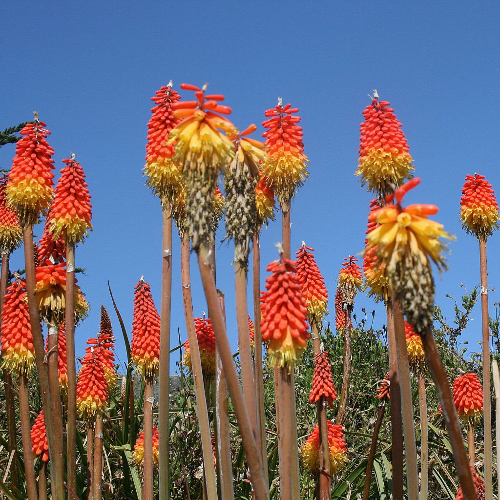Kniphofia uvaria - Red Hot Poker