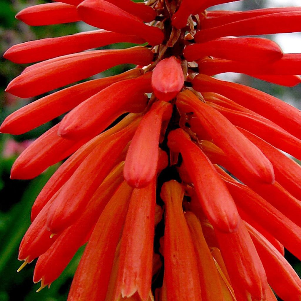 Kniphofia uvaria - Red Hot Poker