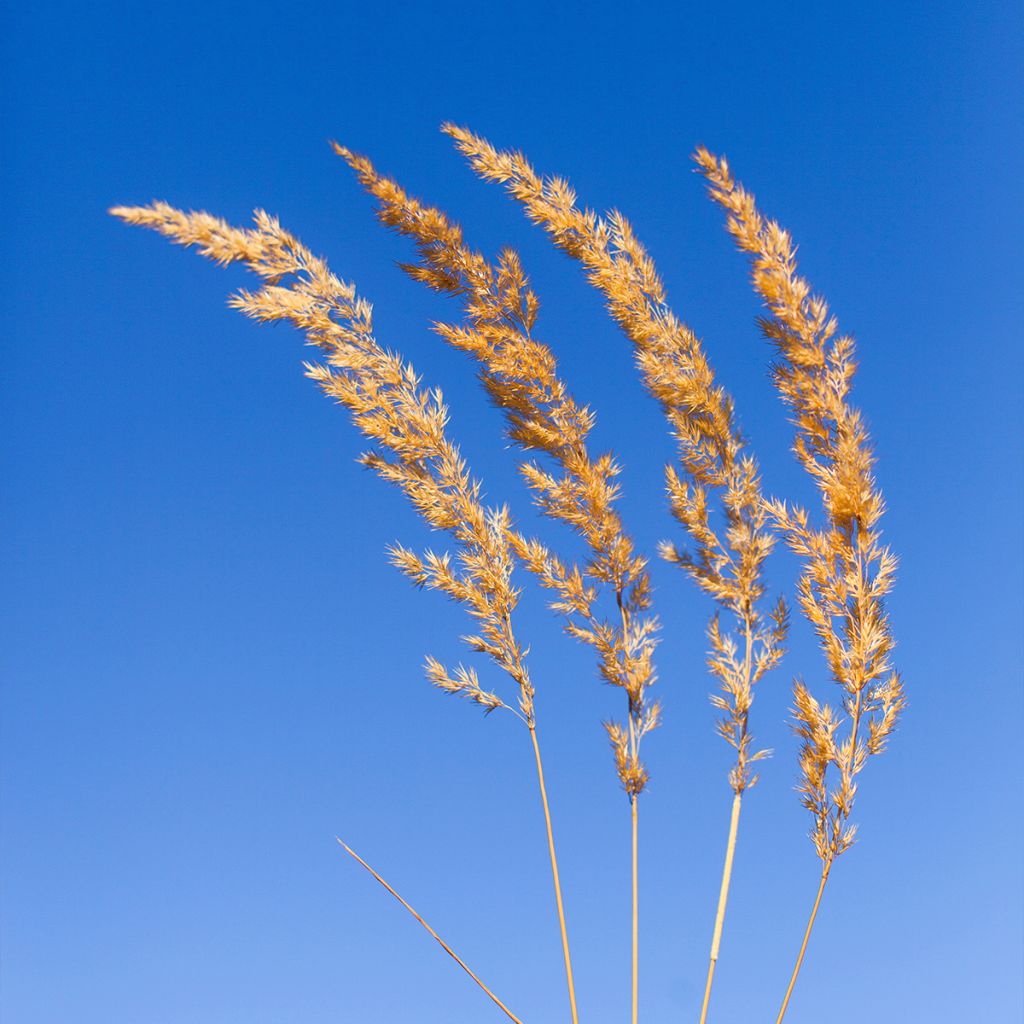 Koeleria glauca