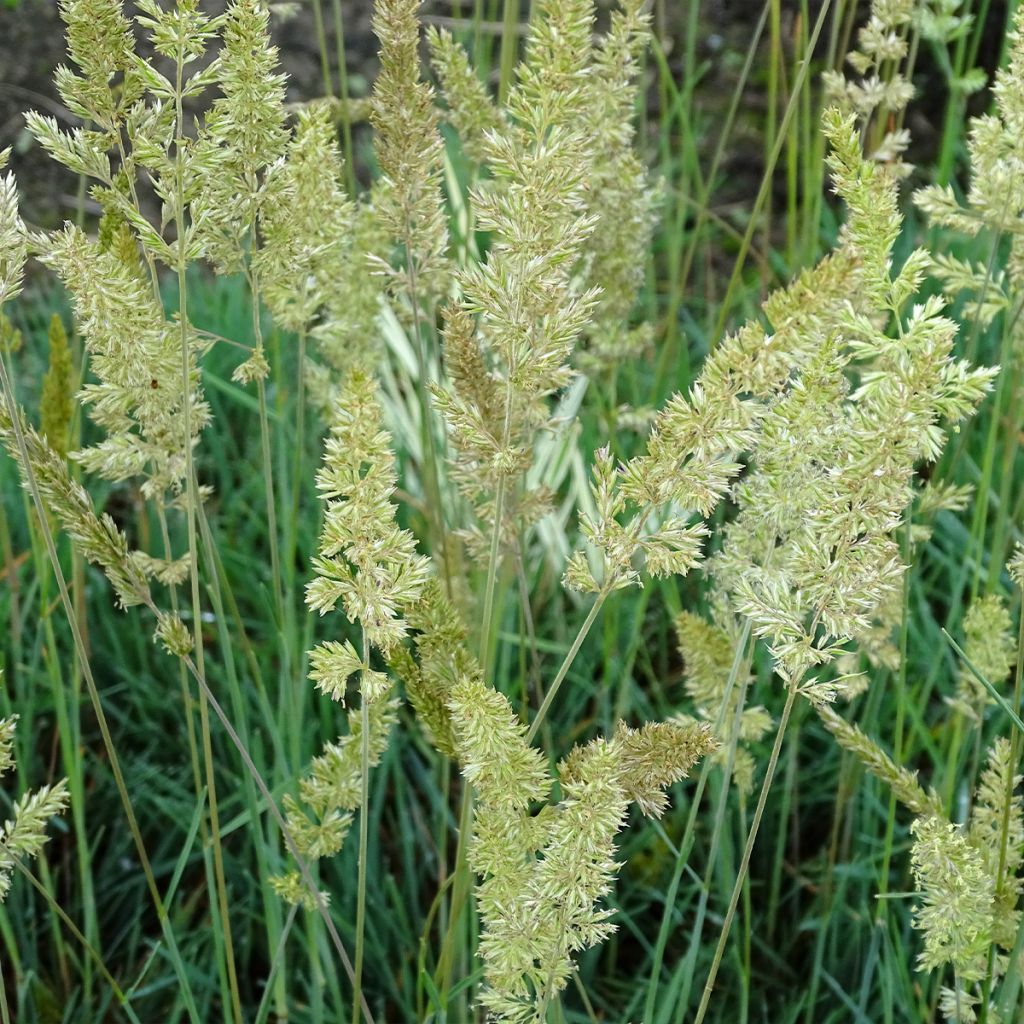 Koeleria glauca