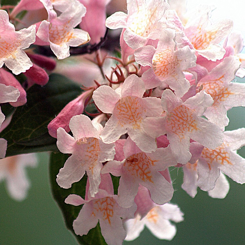 Kolkwitzia amabilis - Beauty Bush