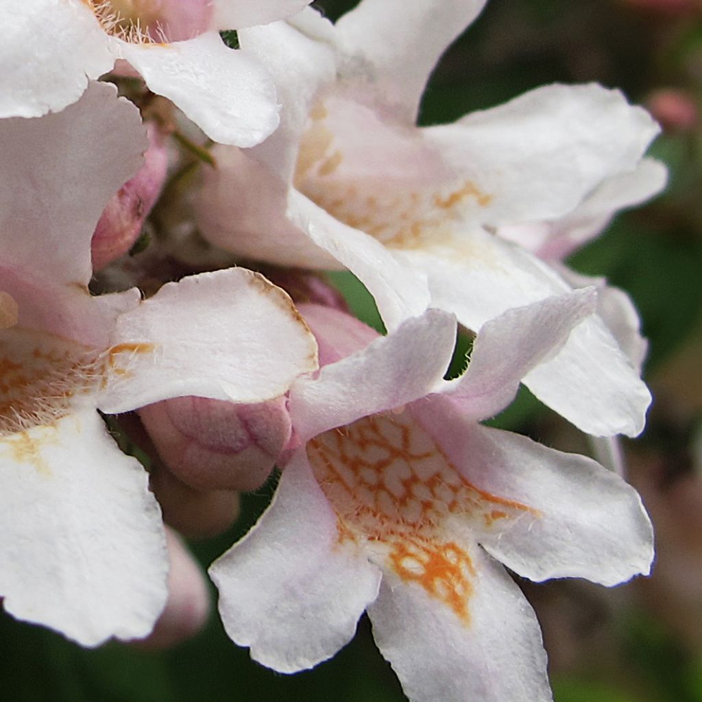 Kolkwitzia amabilis - Beauty Bush