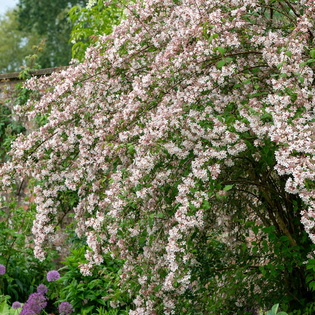 Kolkwitzia amabilis - Beauty Bush