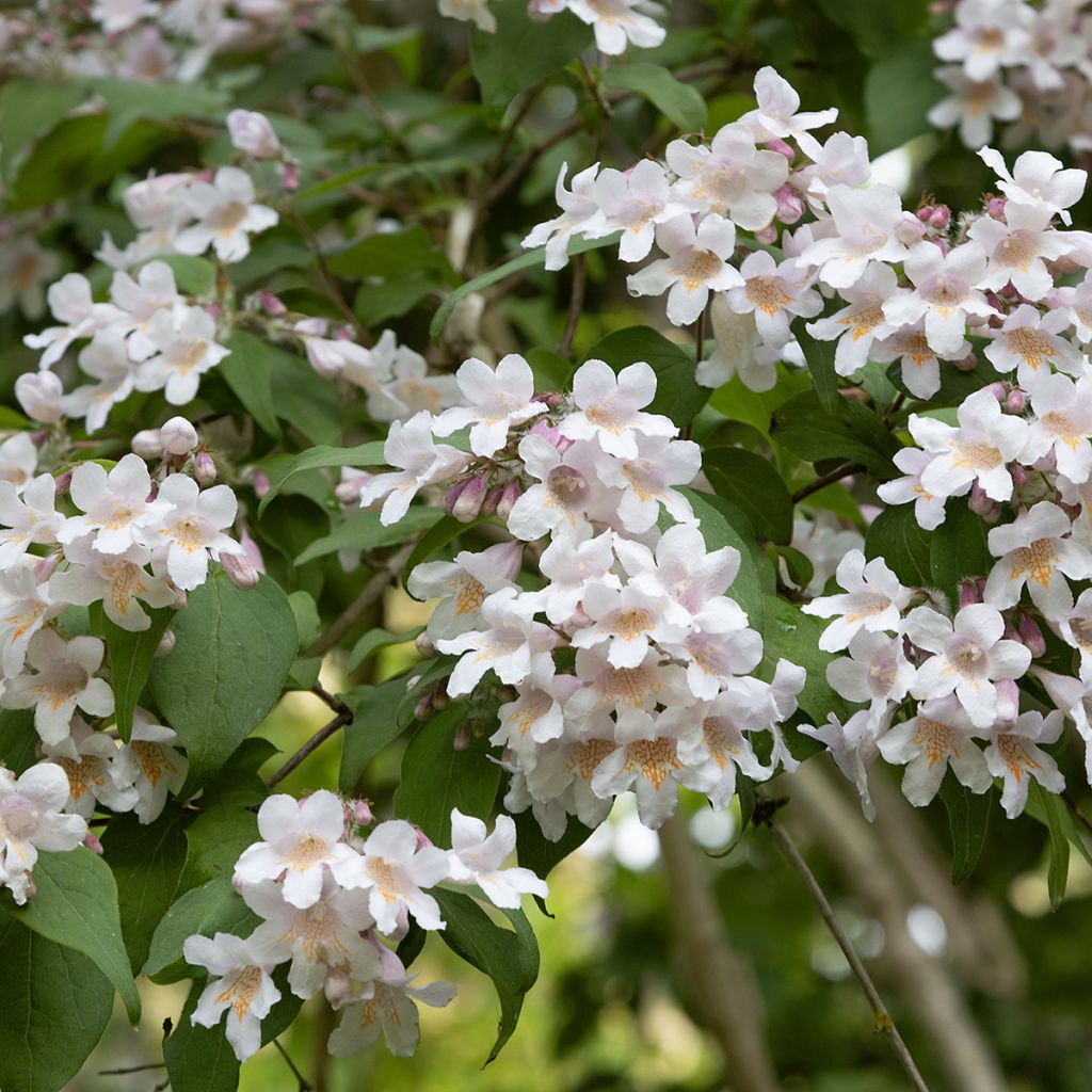 Kolkwitzia amabilis - Beauty Bush